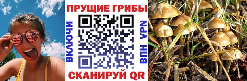 Псилоцибиновые грибы Cubensis  магазин продажи   Муравленко 